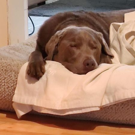 Bed & Breakfast Bonn 24 Mai Bis14 Juni Mit Hund In Der Wohnung Экстерьер фото